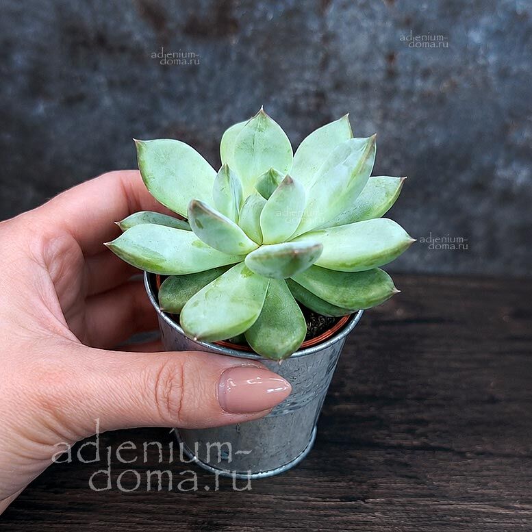 Растение Echeveria RIEGEL Pachyveria Эхеверия Ригель Эчеверия Пахиверия 3