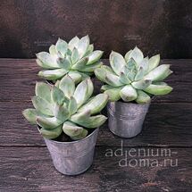Растение ⌀ 5 Echeveria RIEGEL (Эхеверия, Эчеверия)