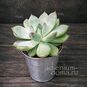 Растение ⌀ 5 Echeveria RIEGEL (Эхеверия, Эчеверия) 3
