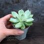 Растение ⌀ 5 Echeveria RIEGEL (Эхеверия, Эчеверия) 4