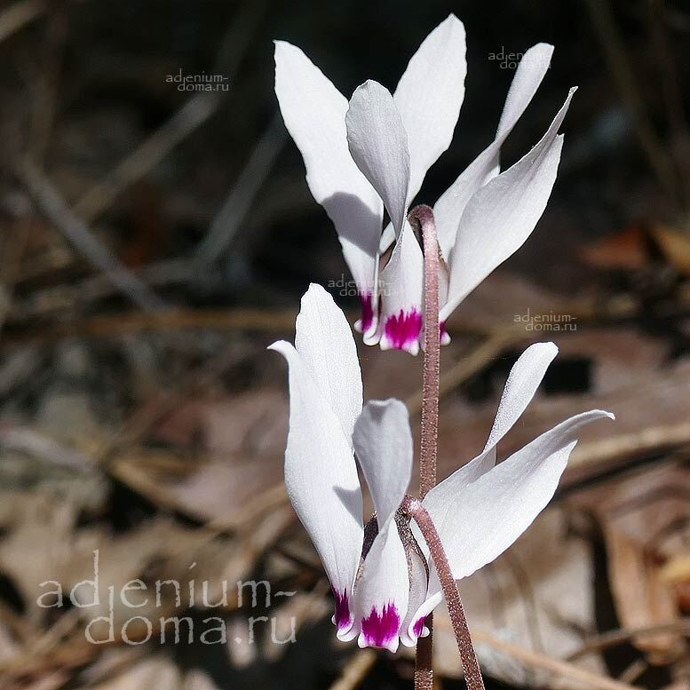 Cyclamen CYPRIUM National Flower of Cyprus Цикламен кипрский Киприум 2