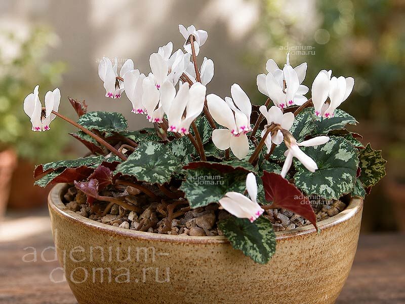 Cyclamen CYPRIUM National Flower of Cyprus Цикламен кипрский Киприум 1