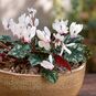 Cyclamen CYPRIUM (Цикламен) 2