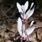 Cyclamen CYPRIUM (Цикламен) 3