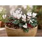 Cyclamen CYPRIUM (Цикламен) 4