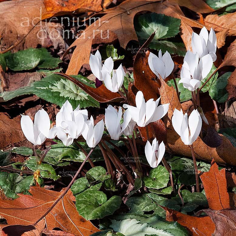 Cyclamen REPANDUM ALBUM White Spring Цикламен выемчатый белый Репандум Альбум 2