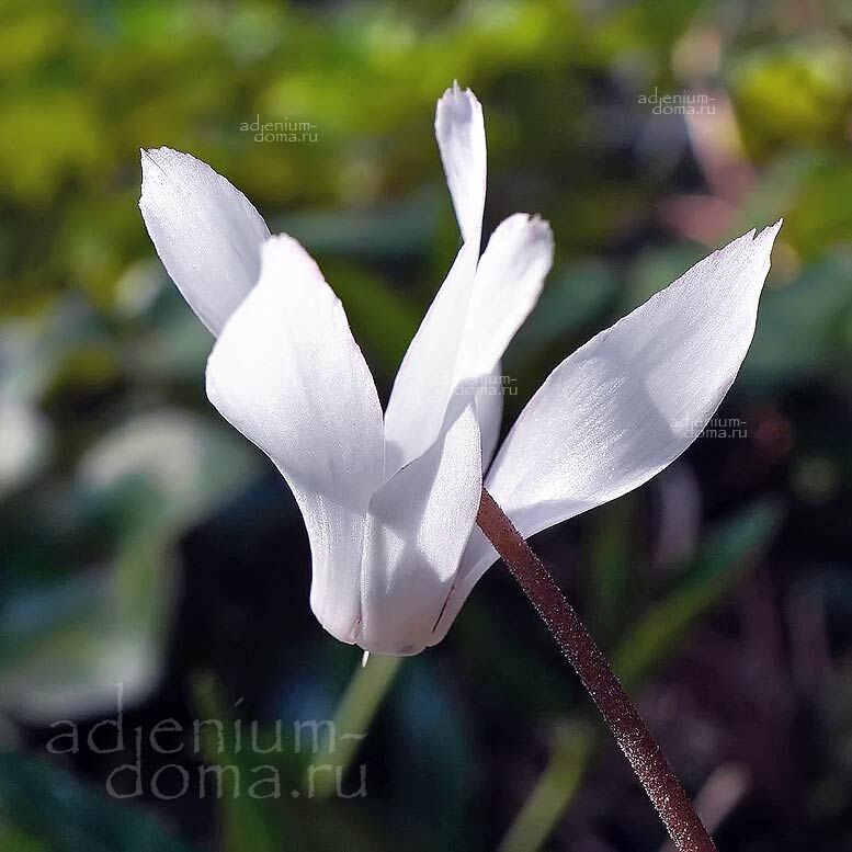 Cyclamen REPANDUM ALBUM White Spring Цикламен выемчатый белый Репандум Альбум 3