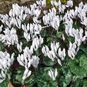Cyclamen REPANDUM 'ALBUM' (Цикламен) 2