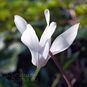 Cyclamen REPANDUM 'ALBUM' (Цикламен) 4