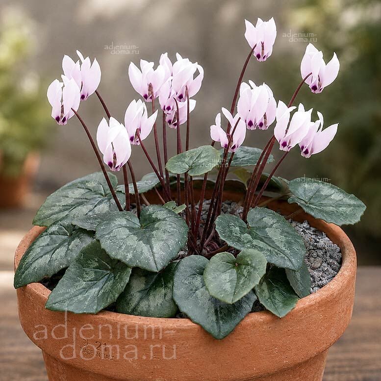 Cyclamen WELLENSIEKII Hybrid Цикламен Велленсика Гибридный 3