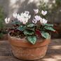 Cyclamen x WELLENSIEKII (Цикламен) 2