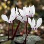 Cyclamen x WELLENSIEKII (Цикламен) 3