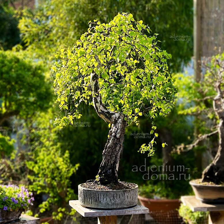 Betula PENDULA Silver Birch European White Warty Береза повислая Бетула Пендула 2