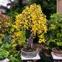 Betula PENDULA (Береза) 2