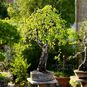 Betula PENDULA (Береза) 3