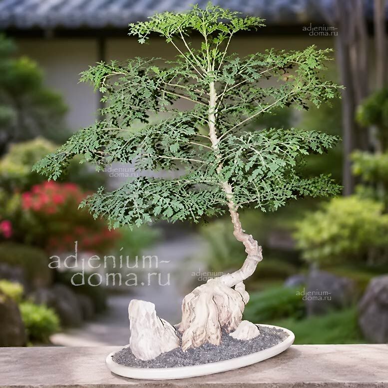 Cussonia TRANSVAALENSIS Grey Cabbage Tree Куссония трансваальская Трансвааленсис Серое капустное дерево 2