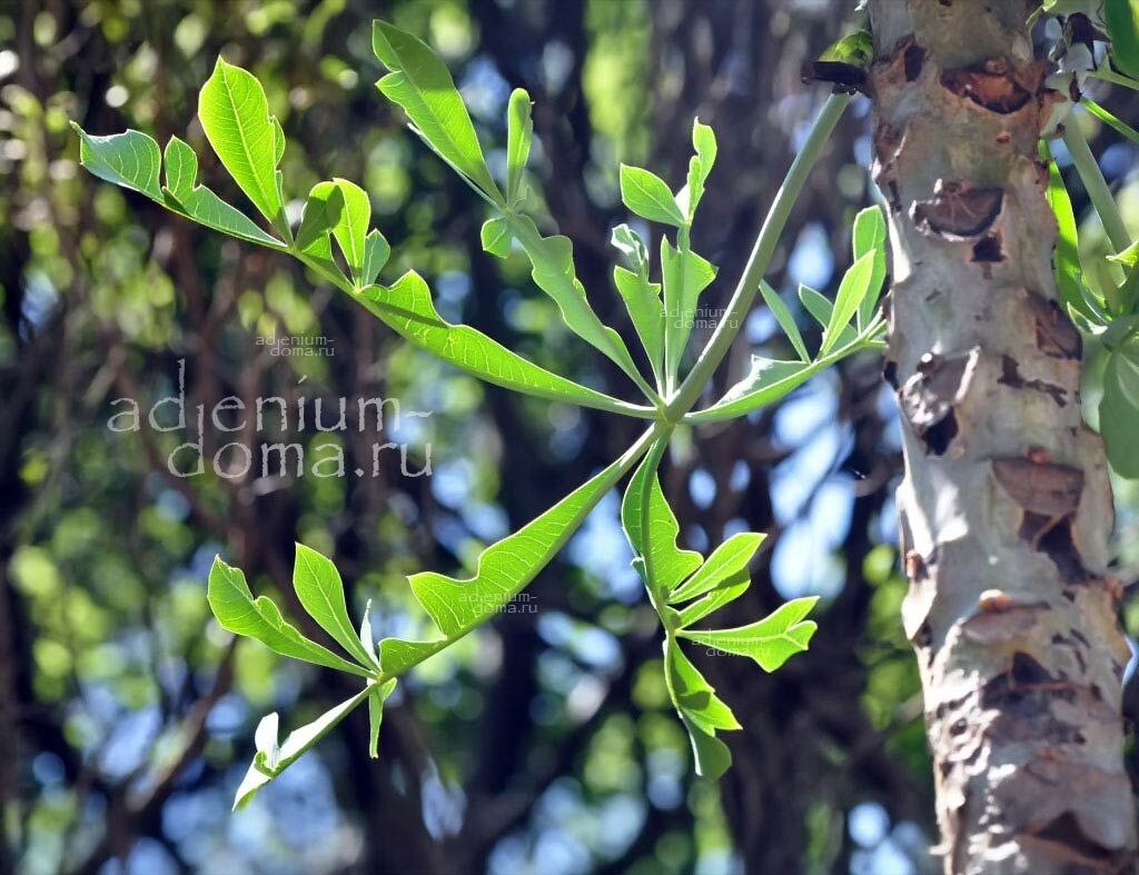 Cussonia TRANSVAALENSIS Grey Cabbage Tree Куссония трансваальская Трансвааленсис Серое капустное дерево 3