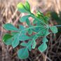 Cussonia TRANSVAALENSIS (Куссония) 2