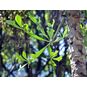 Cussonia TRANSVAALENSIS (Куссония) 4