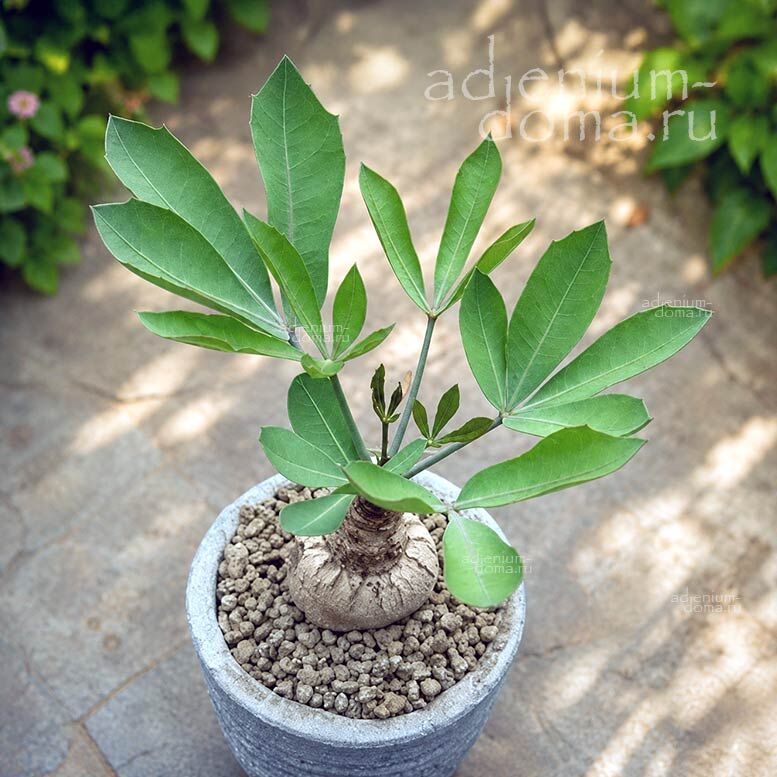 Cussonia PANICULATA Mountain Cabbage Tree Куссония метельчатая Паникулата Горное капустное дерево 2