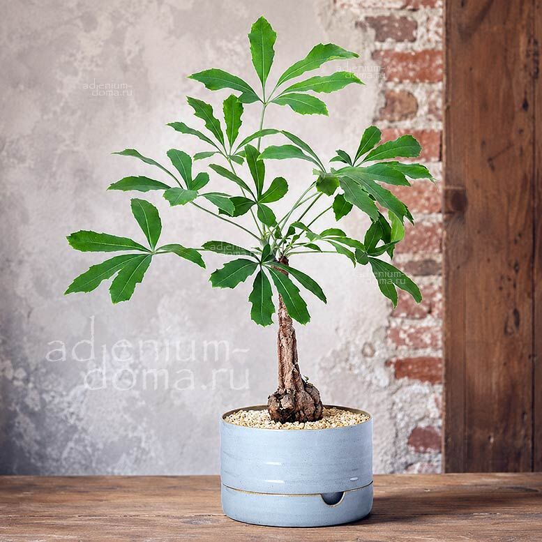 Cussonia PANICULATA Mountain Cabbage Tree Куссония метельчатая Паникулата Горное капустное дерево 3