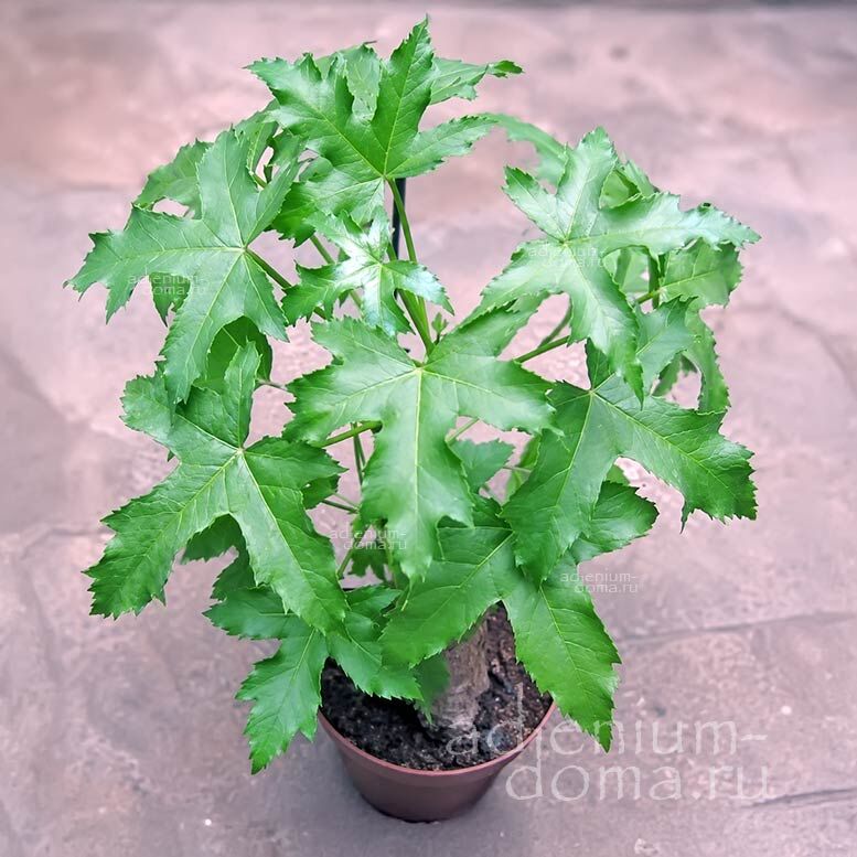 Cussonia NATALENSIS Rock Cabbage Tree Куссония натальская Наталенсис Скальное капустное дерево 3