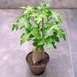 Cussonia NATALENSIS (Куссония) 2