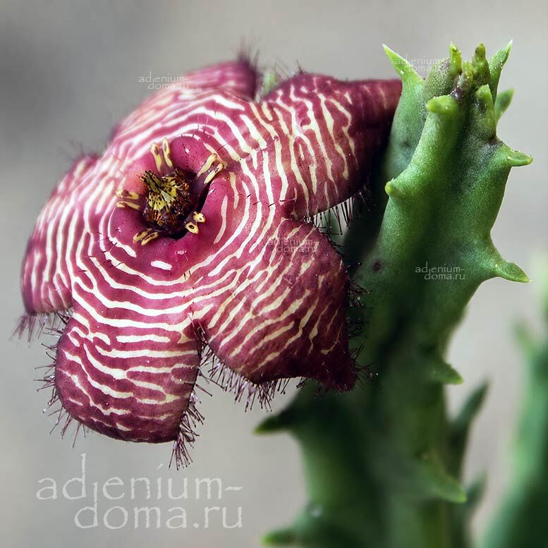 Tromotriche REVOLUTA TIGRIDA Stapelia Тромотрихе отогнутая тигровая Тромотриче Революта Тигрида Стапелия 2
