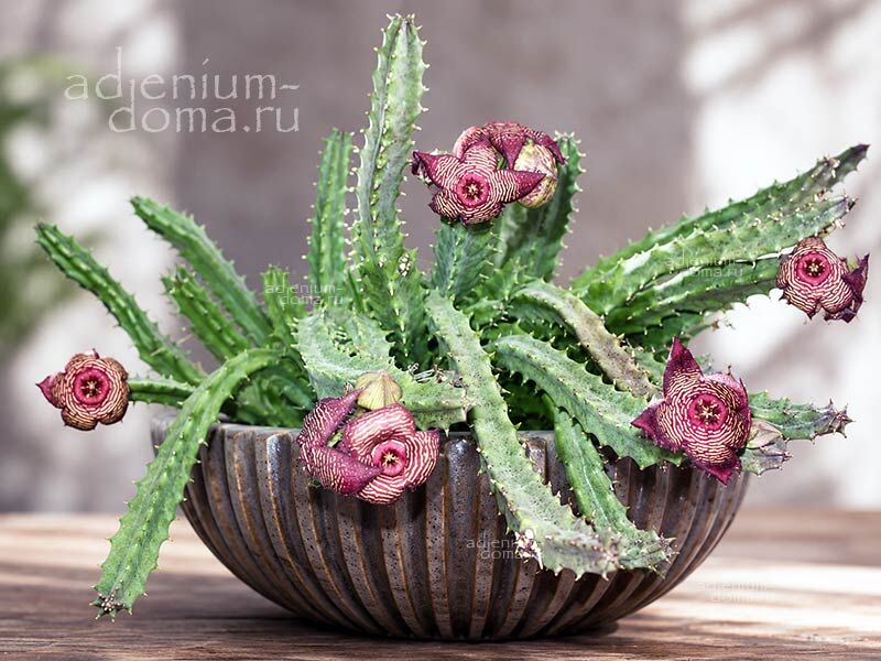 Tromotriche REVOLUTA TIGRIDA Stapelia Тромотрихе отогнутая тигровая Тромотриче Революта Тигрида Стапелия 3
