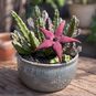 Stapelia SCHINZII 'ANGOLENSIS' (Стапелия) 2