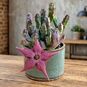 Stapelia SCHINZII 'ANGOLENSIS' (Стапелия) 3