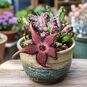 Stapelia SCHINZII 'ANGOLENSIS' (Стапелия) 4
