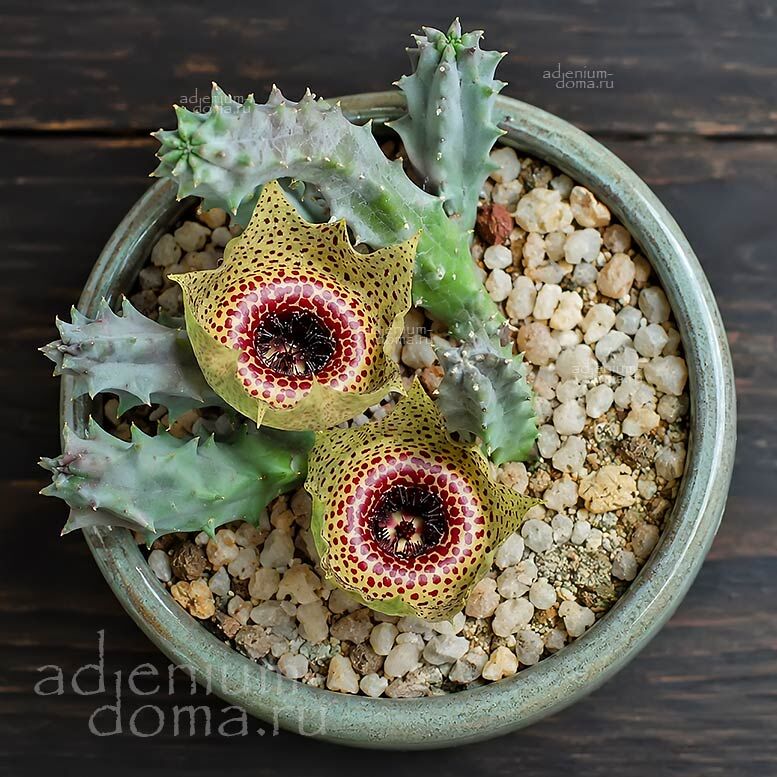 Huernia GUTTATA Spotted Flower Carrion Plant Гуэрния пятнистая Хуэрния Гуттата 1