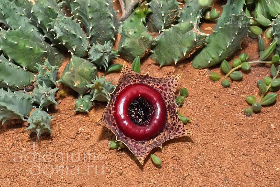 Huernia GUTTATA Spotted Flower Carrion Plant Гуэрния пятнистая Хуэрния Гуттата 3