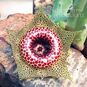 Huernia GUTTATA (Гуэрния) 2