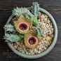 Huernia GUTTATA (Гуэрния) 3