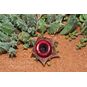Huernia GUTTATA (Гуэрния) 4