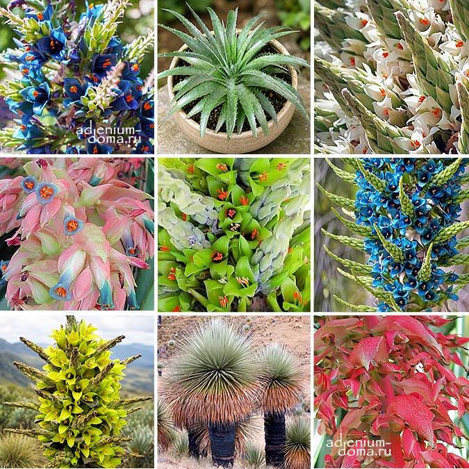 Puya MIXED Пуйя Микс смесь семян 1