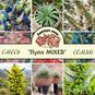 Puya MIXED (Пуйя) 2
