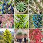 Puya MIXED (Пуйя) 3