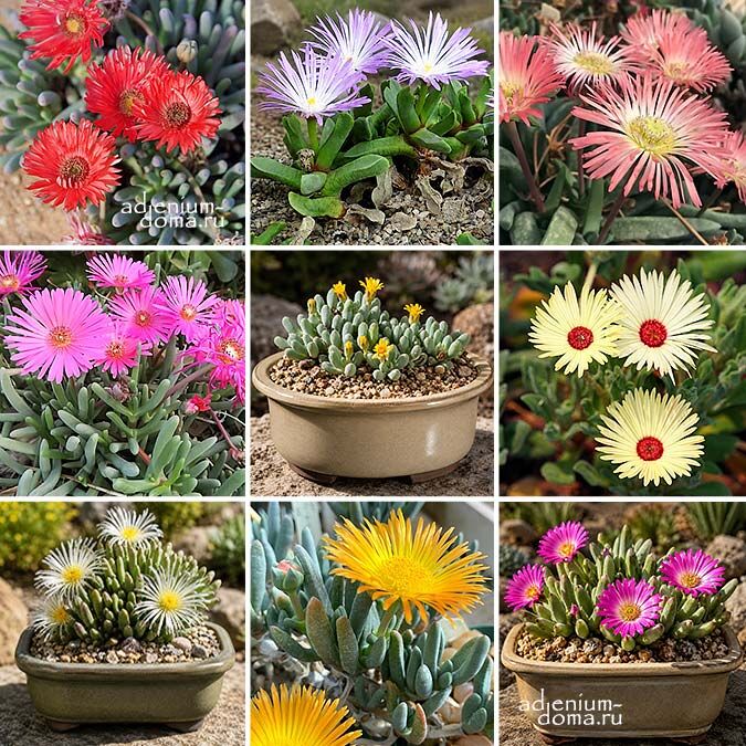 Cephalophyllum MIXED Ice Plant Цефалофиллум Микс смесь семян Роголистник 1