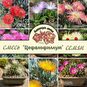 Cephalophyllum MIXED (Роголистник, Цефалофиллум) 2
