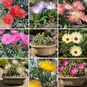 Cephalophyllum MIXED (Роголистник, Цефалофиллум) 3