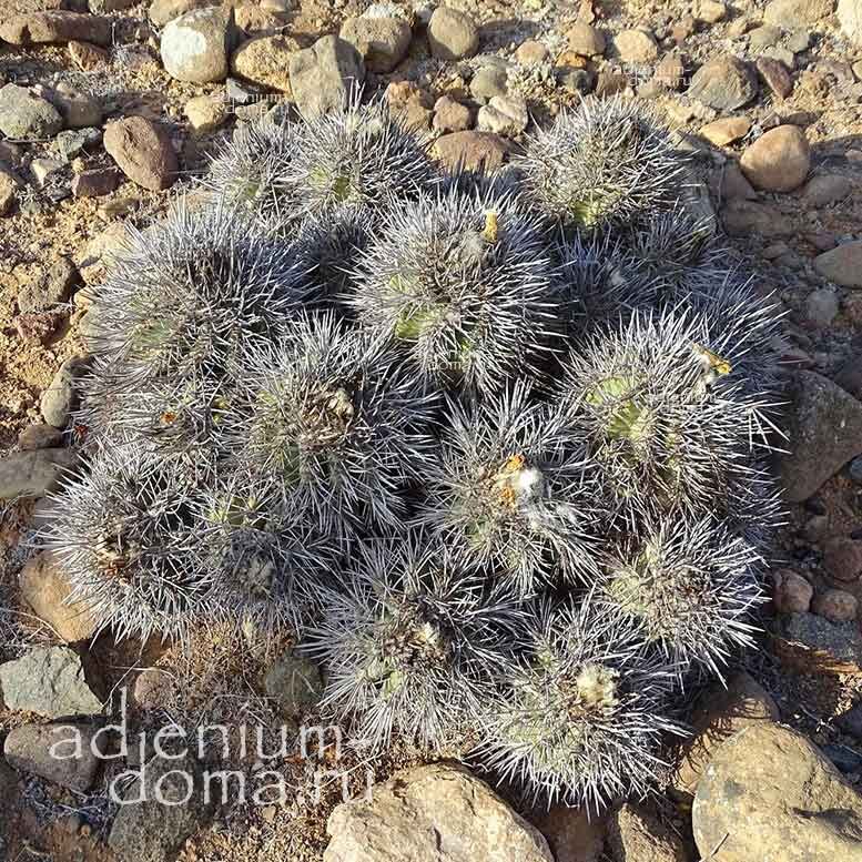 Copiapoa BADERI Los Choros Atacama Копьяпоа Бадера Копиапоа Бадери Копиапоя 2
