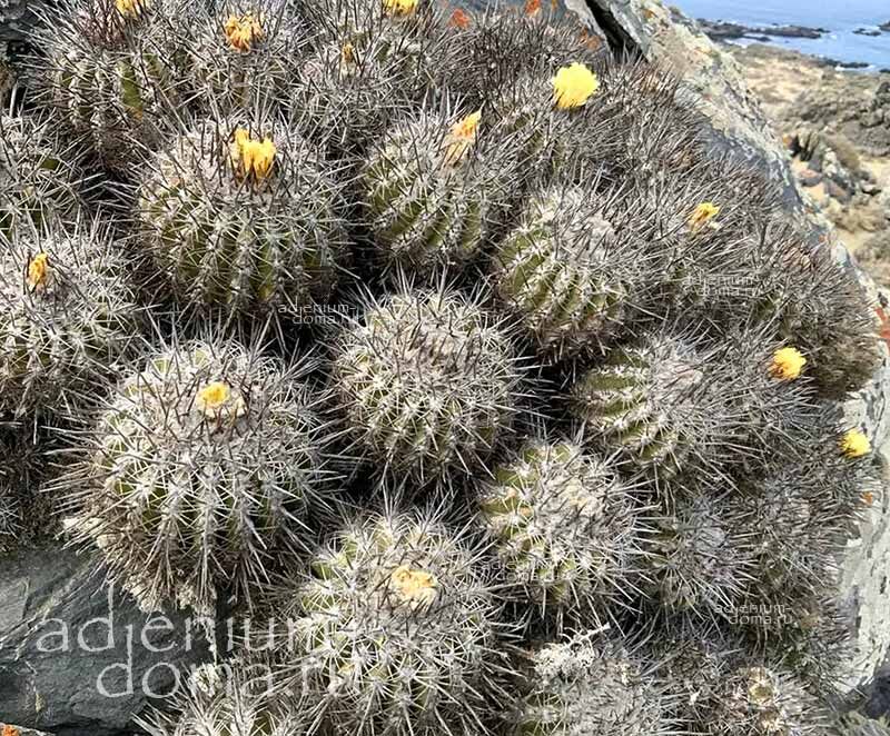 Copiapoa BADERI Los Choros Atacama Копьяпоа Бадера Копиапоа Бадери Копиапоя 3