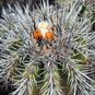 Copiapoa BADERI (Копьяпоа) 2
