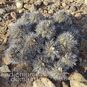 Copiapoa BADERI (Копьяпоа) 3