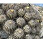 Copiapoa BADERI (Копьяпоа) 4