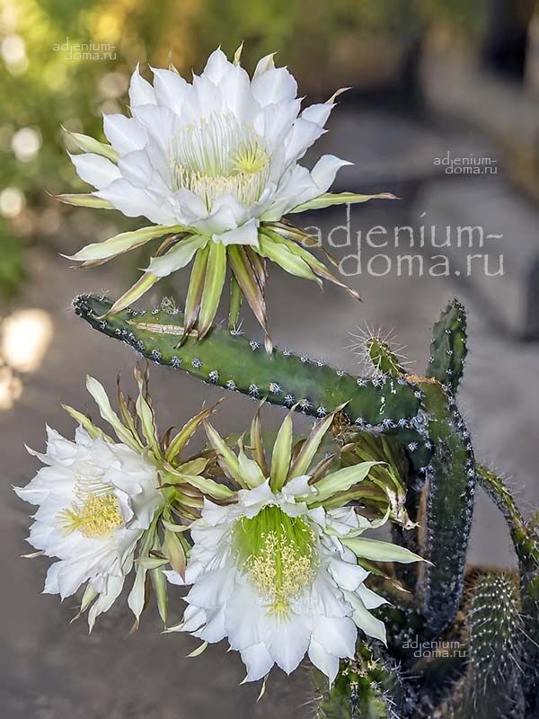 Harrisia JUSBERTII Eriocereus Queen of the Night Харрисия Юсберта Жюсберти Эриоцереус 3