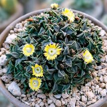 Rabiea ALBIPUNCTA (Рабия)